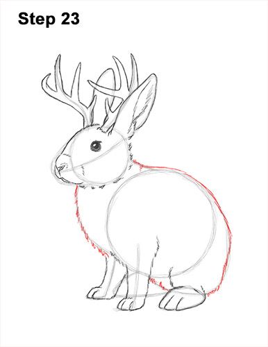 Draw a Jackalope 23 Jackalope Drawing, Drawing Instructions, Myths & Monsters, Rabbit Drawing, New Drawing, Creative Painting, Animal Sketches, Sketch Painting, Learn How To Draw