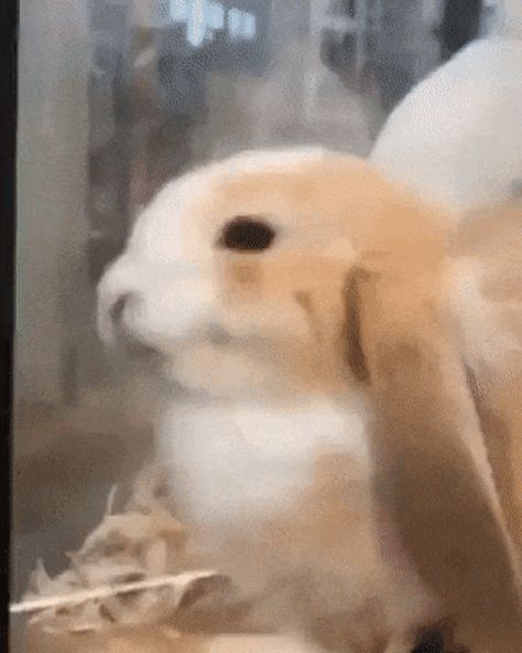 In Love Gif, Flying Kiss Gif, Dance Shake, Bunny Dance, Rabbit Gif, Dance Gif, Blowing Kisses, Dancing Gif, Smash Brothers