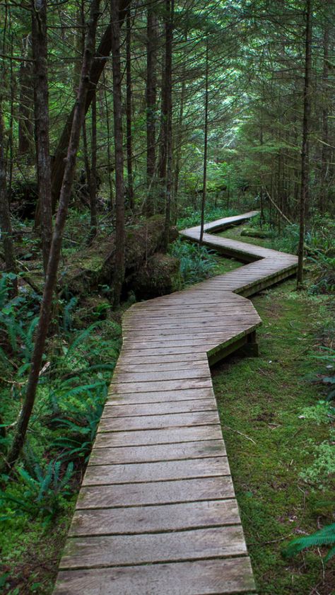 Forest Home Landscaping, Nature Trail Design, Forest Landscape Design, Forest Backyard, Forest Landscaping, Wood Pathway, Wooden Walkways, Painted Cottage, Forest Trail