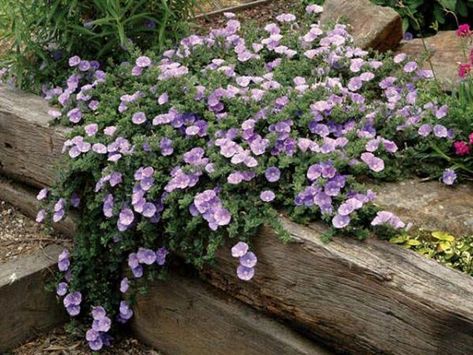 Ground Morning Glory ... [Full sun, USDA 7 to 9, AHS 9 to 7, Moderate moisture, Drought tolerant] Purple Ground Cover, Convolvulus Sabatius, Herb Garden In Kitchen, Drought Tolerant Garden, Courtyard Gardens Design, Plant Images, Desert Garden, Ground Cover Plants, Mediterranean Garden