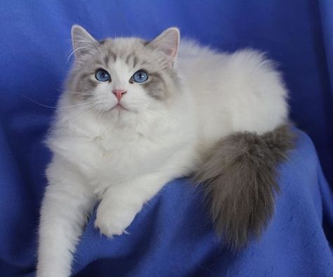 Blue Bicolor Ragdoll | Lynx, Cat stuff and Ragdoll kittens on Pinterest Lynx Point Ragdoll, Blue Bicolor Ragdoll, Ragdoll Cats For Sale, Bicolor Ragdoll, Ragamuffin Cat, Birman Cat, Himalayan Cat, Ragdoll Cats, Ragdoll Kitten