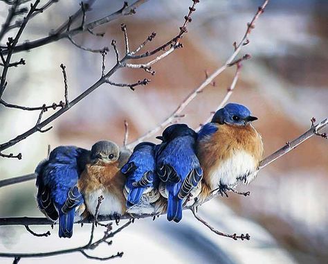 Dibujos Pin Up, Eastern Bluebird, Bird Photos, Winter Bird, Blue Birds, Backyard Birds, Bird Pictures, Pretty Birds, Bird Photo