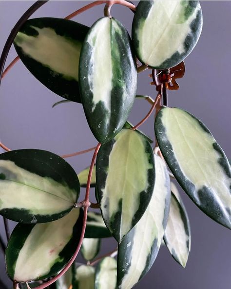 Hoya Sigilattis, Hoya Verticillata, Hoya Varieties, Variegated Hoya, Plants Wishlist, Wishlist Plants, Hoya Obovata, Hoya Plant, Dream Plants