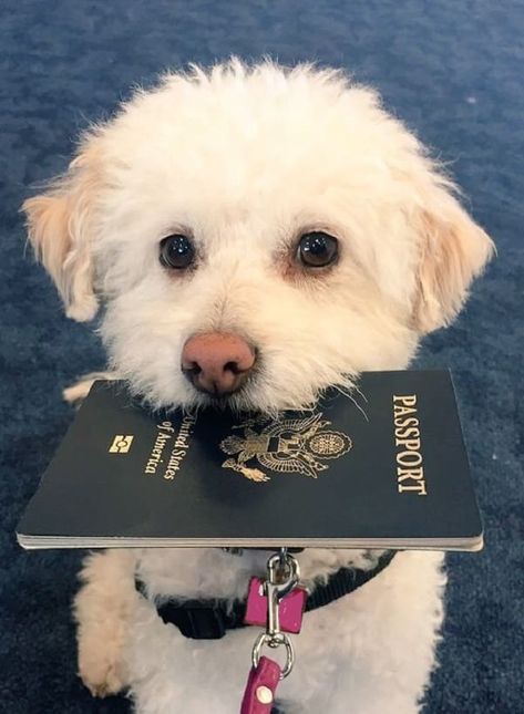 How Many People Travel with Pets? And how do you travel? - Travelling With Dog, Dog Travel Aesthetic, Travel With Pets, Travel With Dog Aesthetic, Pet Transport, Pet Resort, Pet Hotel, Los Angeles Hotels, Los Angeles Travel