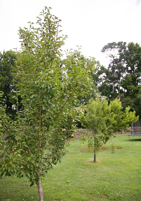 Backyard Fruit Trees, Thornless Blackberries, Blackberry Bush, Fruit Bushes, Future Garden, Blueberry Bushes, Front Landscaping, Ornamental Trees, To Say Goodbye