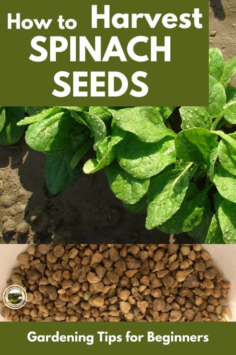 How To Harvest Spinach, How To Grow Spinach, Grow Spinach, Gardening Tattoo, Gardener Aesthetic, Growing Spinach, Greenhouse Farming, Spinach Seeds, Gardening Aesthetic