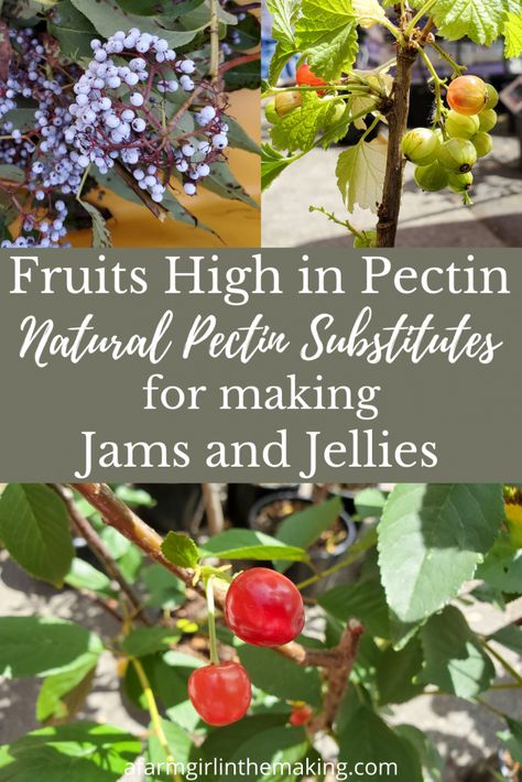 Making Jam, Dehydrated Fruit, Jam And Jelly, How To Make Jam, Pressure Canning, Jams & Jellies, Jam Recipes, Farm Girl, Preserving Food