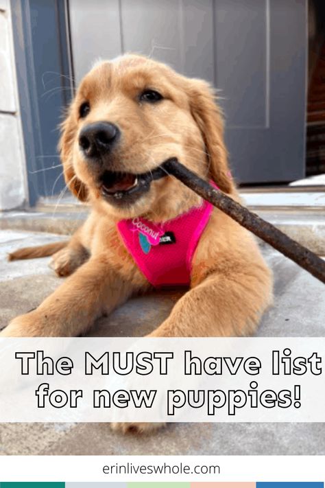 Puppy Must Haves, Golden Retriever Puppy Training, Puppy Training Guide, Puppy Announcement, Puppy Items, Puppy List, New Puppy Checklist, Puppy Checklist, Colorful Hairstyles