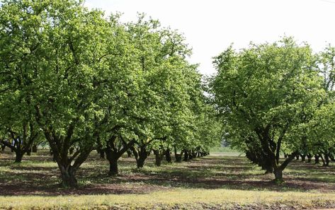 Corylus 'Hazelnut Tree' Tree Sapling, Types Of Green, Hazelnut Tree, Tree Growing, Plant Problems, Scientific Name, Peach Trees, Deciduous Trees, Landscaping Plants