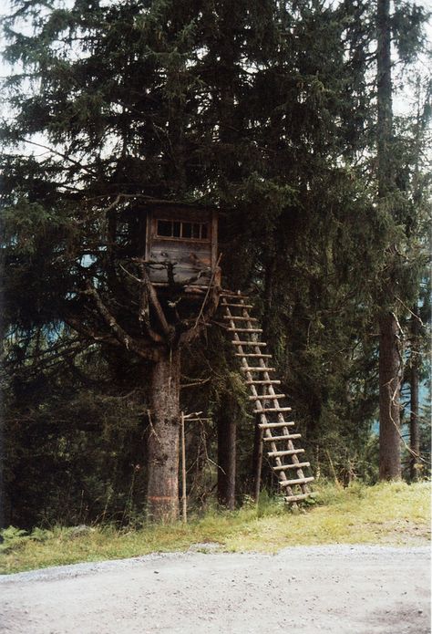 Abandoned Treehouse Aesthetic, Apocalypse Tree House, Old Treehouse Aesthetic, Aesthetic Tree House, Abandoned Treehouse, Tree House Aesthetic, Old Tree House, Old Treehouse, Treehouse Ladder