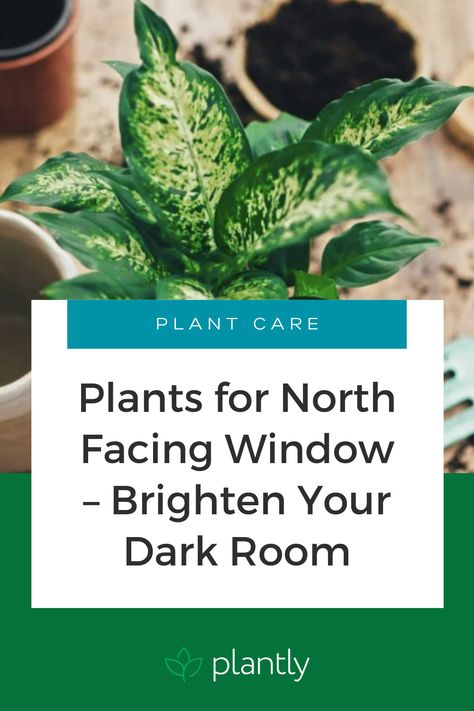 It is a misconception that all plants like a lot of sunlight but there are plants for a north-facing window. Some of them can get in very bad shape if they are too close to the light source or are exposed to direct sunlight – they can lose their color and become sickly yellow, they can develop brown edges or brown spots that can’t be healed. Here is a list of the best plants for a northern exposure. Plants For North Facing Window, North Facing Window, Dark Rooms, Nerve Plant, Easy House Plants, Long Stem Flowers, Northern Exposure, Window Plants, Best Plants