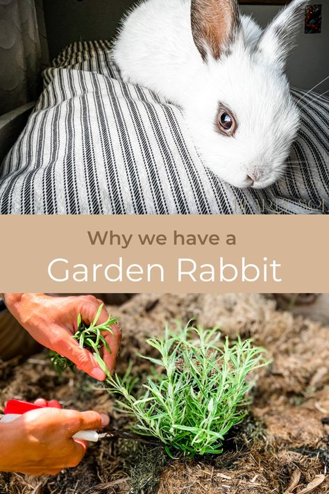 We have found success in keeping a rabbit on our cut flower farm. Rabbits are a diligent keystone species that aids in garden maintenance. Most property owners will have to (or have already had to) deal with a rabbit in their garden and before you label them pesky, let me help show you how they can be a great asset! #gardenrabbit #gardenbunny #backyardrabbit #garden #rabbitcare https://heartysol.net/why-we-keep-a-backyard-rabbit-benefits-of-a-garden-rabbit/ Bunny Outside, Backyard Rabbits, Rabbit Proof Garden, Rabbit Fence For Garden, Rabbit Garden Ideas, Bunny Garden, Rabbits In Garden, Rabbit Friendly Plants, How To Keep Rabbits Cool In Summer