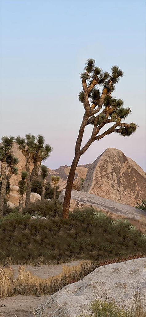 Joshua Tree Wallpaper, Wallpaper Ios 16, Desert Trees, Feather Wallpaper, Lip Wallpaper, Nature Iphone Wallpaper, Iphone Wallpaper Ios, Cool Backgrounds Wallpapers, Different Aesthetics