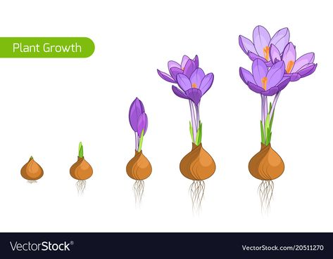 Flower Life Cycle, Cycle Phases, Crocus Flower, Violet Flowers, Violet Flower, Purple Violet, Bulb Flowers, Flower Plant, Plant Growth