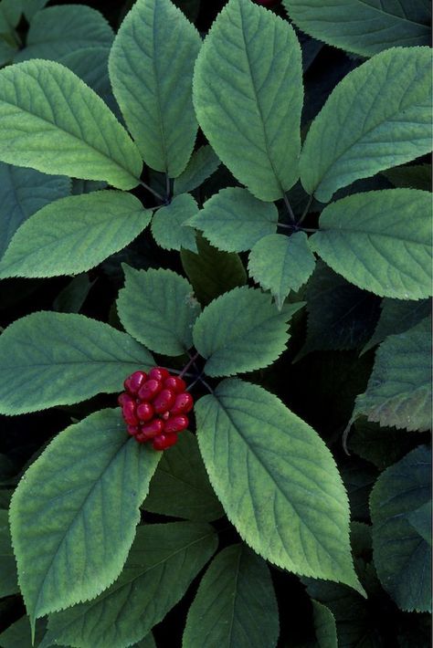 Ginseng Plant, American Ginseng, Botanical Illustration Vintage, Health Knowledge, Shape And Form, Medicinal Plants, A Student, Herbal Medicine, Botanical Illustration