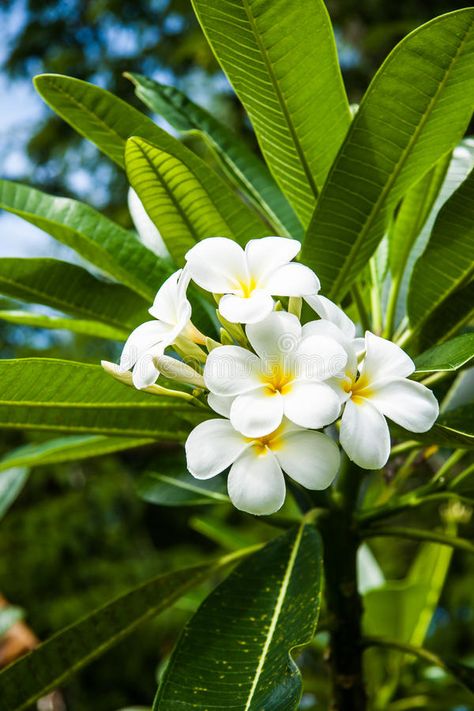 Plumeria tree stock photo. Image of garden, plant, leelawadee - 36107272 Plumeria Obtusa, White Plumeria Flowers, Pencil Colour Art, Brown Journal, Chocoflan Recipe, Magic Jungle, Plumeria Tree, White Plumeria, Balinese Garden