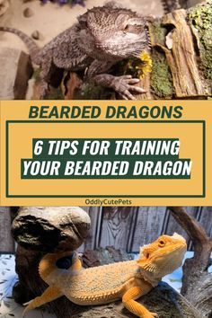 Types Of Bearded Dragons, Fancy Bearded Dragon, Dragon Types, Bearded Dragon Diy, Bearded Dragon Enclosure, Bearded Dragon Terrarium, Bearded Dragon Funny, Bearded Dragon Cage, Bearded Dragon Food