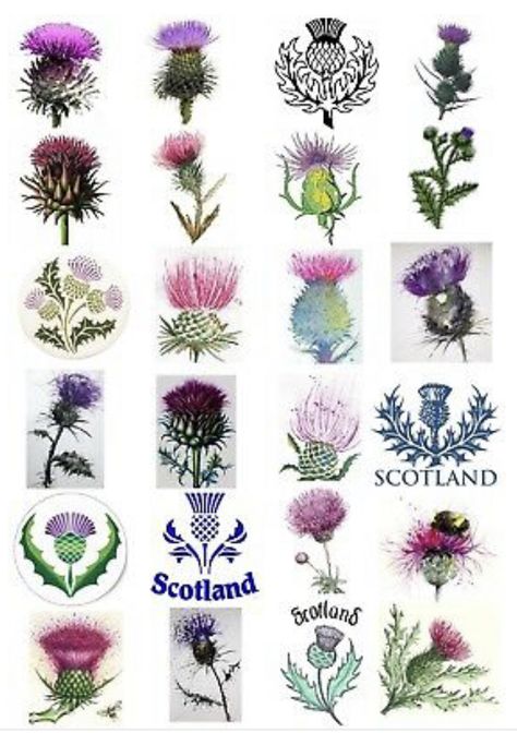 Flowers Of Scotland, Scottish Symbols And Meanings, Scottish Apartment, Thistle Crochet, Scottish Tattoos For Women, Thistle Logo, Wild Thistle, Scottish Wedding Themes, Scottish Thistle Art