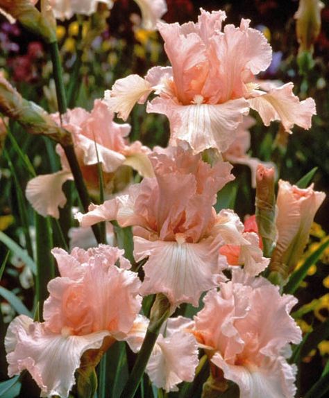 Award-winning Iris 'Beverly Sills' is one of the most sought-after Tall Bearded Irises and this is well deserved. How not to resist the wide and perfectly formed flowers with their lacy, coral pink petals and tangerine beard? Fast grower and heavy bloomer, 'Beverly Sills' grows up to 3 feet tall (90 cm) and will capture your heart. It is unsurpassed for a pink iris in form, color, performance and all-around beauty. Won many awards including the prestigious American Dykes Medal. Iris Flowers Garden, Iris Varieties, Iris Flower Tattoo, Beverly Sills, Growing Irises, February Birth Flowers, Stunning Flowers, Flower Identification, Iris Art