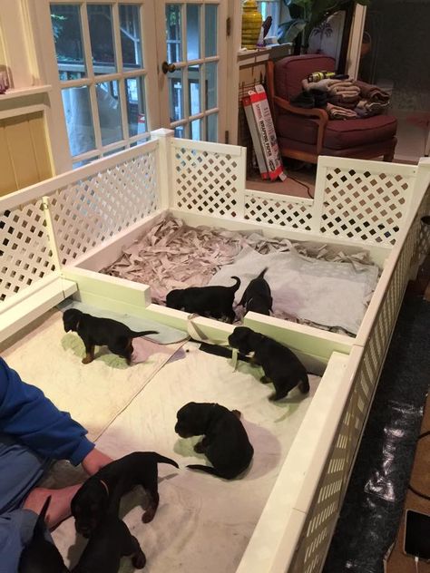 Welping Box, Dog Breeding Kennels, Dog Whelping Box, Dog Breeding Business, Puppy Box, Whelping Puppies, Puppy Pens, Dog Kennel Designs, Puppy Nursery