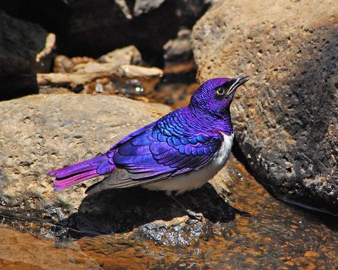 Violet Backed Starling, Fat Bird, Flying Creatures, Purple Bird, Animals Photos, Most Beautiful Birds, Exotic Birds, Pretty Birds, Starling