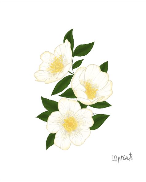 Georgia State Flower, Cherokee Rose, Rose Illustration, Georgia State, Photo Wall Collage, Rose Print, Wall Collage, Flower Painting, Photo Wall