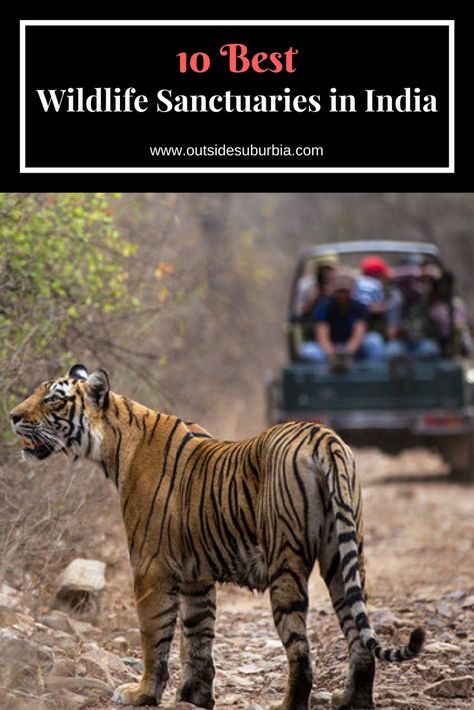 10 Best Wildlife Sanctuaries in India set up by the government to protect endangered and rare species of animals. See this list for best wildlife viewing experiences in India. These Wildlife Sanctuaries in India must be in your list if you want to see Bengal Tigers, Elephants, one-horned rhinoceroses and more. #OutsideSuburbia #WildlifeSanctuariesIndia #IndiaBucketlist #IndiaWildlife #SafariInIndia #IndiaSafari Rare Species Of Animals, India Wildlife, Jim Corbett National Park, Jim Corbett, Rare Species, Wildlife Safari, Safari Adventure, Safari Tour, Holiday Packages