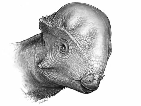 It's rare to find remains of the head-butting pachycephalosaur, and even rarer still to find two of them in America's southern Mountain states. Marine Reptiles, Dino Design, Dinosaur Sketch, Prehistoric Wildlife, Dinosaur Images, Prehistoric World, Ancient Animals, Paleo Art, Science Photos