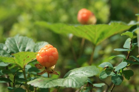 Creeping Raspberry Purple Flower Ground Cover, Creeping Raspberry, Best Ground Cover Plants, Monkey Grass, Raspberry Plants, Ground Cover Plants, Peat Moss, Hens And Chicks, Hanging Basket