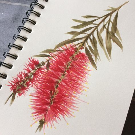 Bottlebrush Flower, Water Colour Art, Wildflower Drawing, Brush Tattoo, Botanical Flowers Print, Australian Flowers, Australian Native Flowers, Colour Art, Australian Flora