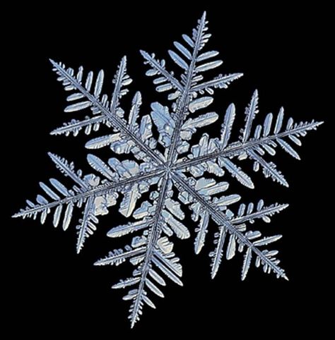 Snowflake Bentley, Snow Flake Tattoo, Christmas Mandala, Geometry In Nature, Snowflake Photos, Snow Crystal, Snow Fun, Picture Letters, Snow Flakes