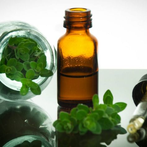 Home Remedies For Asthma, Oregano Oil Benefits, Oregano Plant, Origanum Vulgare, Oils For Sinus, Natural Asthma Remedies, Asthma Remedies, Oregano Essential Oil, Candida Albicans