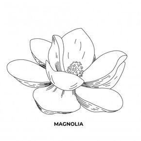 Magnolia Vector, Magnolia Flower Drawing, Magnolia Sketch, Magnolia Drawing, Hur Man Ritar Blommor, Magnolia Art, Magnolia Tattoo, Line Art Flowers, Flower Line Drawings