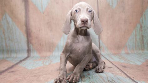 weimaraner names Blue Weimaraner, William Wegman, Weimaraner Puppies, Best Dog Names, Unusual Names, Weimaraner Dogs, Grey Dog, Puppy Names, Something About You