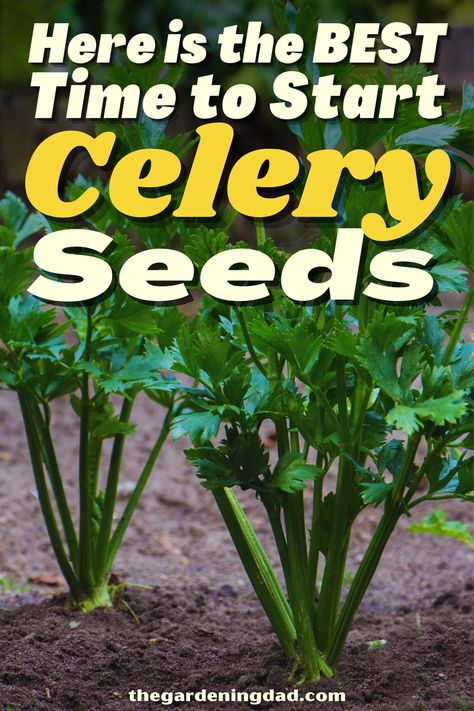 Do you love having Celery on hand at your house? This article will go over the tips to start trying to grow your own Celery. #Thegardeningdad #vegetables #garden Vegetables Garden, Vegetable Planters, Fruit Garden, Garden Care, Nutrition Information, Grow Your Own, Growing Vegetables, Japanese Garden, Outdoor Projects