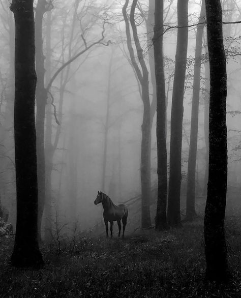 Simple is Beautiful on Instagram: “photo by Adela Filip #photography #photographer #photooftheday #picoftheday #henricartierbresson #sebastiaosalgado #billbrandt…” Foggy Day, All The Pretty Horses, Hans Christian, Appaloosa, Pretty Horses, Quarter Horse, Horse Photography, Horse Love, Wild Horses