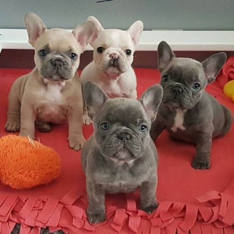 Bulldog Francesi ed Inglesi | I Cuccioli di Carlotta Bulldog Francese, French Bulldog Puppies, French Bulldogs, Bulldog Puppies, Dog Pictures, French Bulldog, Bulldog, Puppies, Dogs