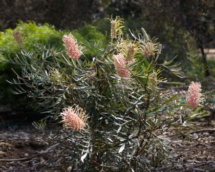 Grevillea x 'Misty Pink' | GardensOnline Climate Zones, Ornamental Trees, Cream Flowers, Green Foliage, Perennial Plants, Grey Green, Mulch, Native Plants, Colorful Flowers