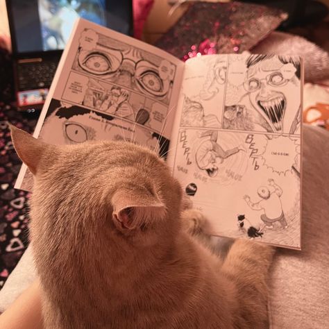 Cats Reading, Cat Reading, Manga To Read, Kitty, Reading