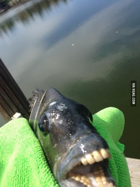 Caught a fish with human-like teeth Funny Rude Pictures, Braces Off, Human Teeth, Funny Rude, Hunting Fishing, Animal Memes, Meme Pictures, New Memes, Beautiful Creatures