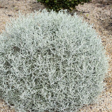 Leucophyta Silver Nugget - Granton Plants Hobart Leucophyta Brownii, Cushion Bush, Wholesale Plant Nursery, Gate Garden, Wholesale Plants, Front Gate, Plant Book, Small Shrubs, Landscape Construction