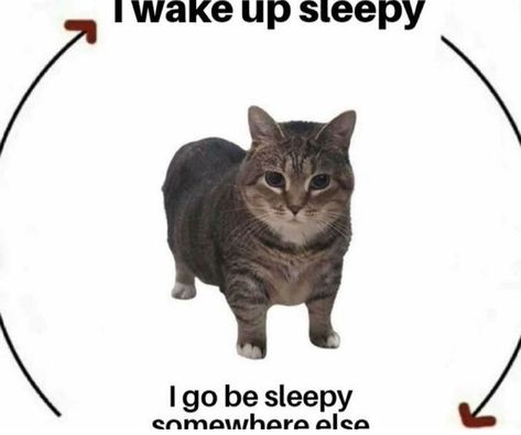 Silly Cats Pictures, I Wake Up, Cat Icon, Sleepy Cat, Silly Animals, Funny Cute Cats, Silly Cats, Cats Meow, Izuku Midoriya