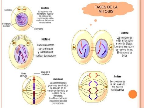 fases de la mitosis Cells Project, Gratitude Journal Prompts, Gratitude Journal, Journal Prompts, Greys Anatomy, Biology, Anatomy, Pie Chart, Medicine