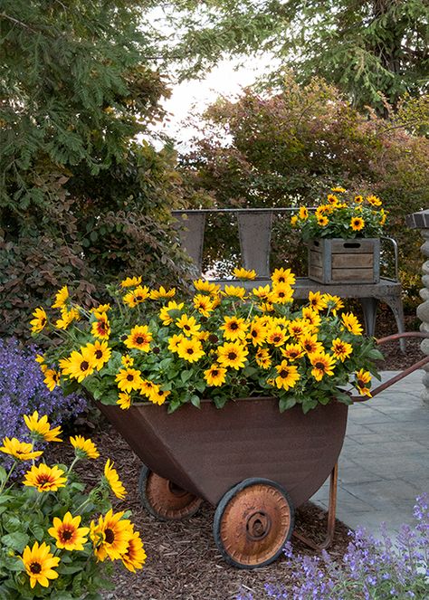 These Stunning Container Plants Can Take the Heat! Planter Box Flowers, Foundation Plants, Heat Tolerant Plants, Purple Salvia, Brown Eyed Girl, Monrovia Plants, Rogers Gardens, Box Flowers, Herb Containers