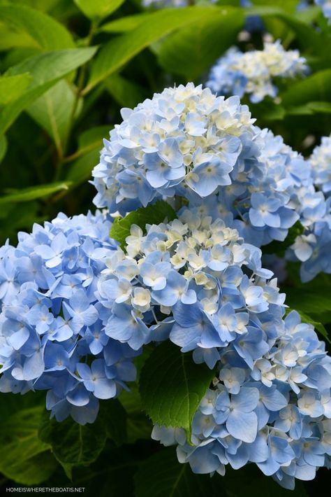 Endless Summer Hydrangeas | ©homeiswheretheboatis.net #flowers #garden #hydrangeas Blooming Flower Tattoo, Hydrangea Planting, Hydrangea Flower Bed, Floral Reference, Net Flowers, Hydrangea Plant, Hydrangea Landscaping, Endless Summer Hydrangea, Tattoo Plant