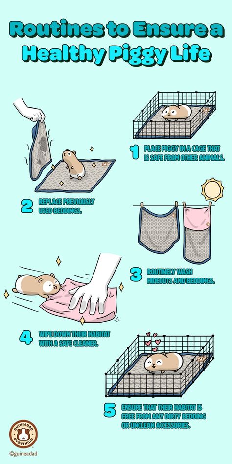 Routines to Ensure a Healthy Guinea Pig Life Guenia Pigs Cages Diy, Gunia Pig Cage Ideas, Ginnie Pig Cages Ideas, Gineau Pig Cage Ideas, Small Guinea Pig Cage Ideas, Guine Pig Cage, Ginny Pig Cages Ideas, Ginny Pigs Cages, Guinea Pig C&c Cage Ideas