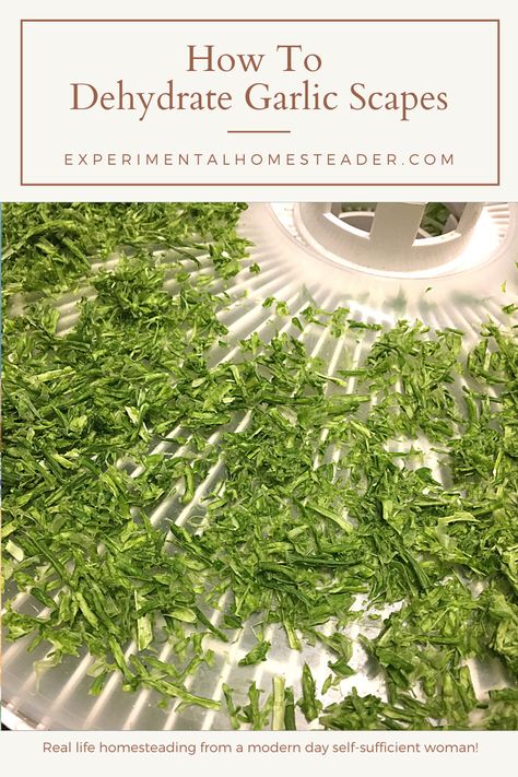 Garlic scapes are a gourmet seasoning that you get once a year in the spring. Learn how to preserve garlic scapes for year round use. Dehydrate Garlic, How To Preserve Garlic, Preserve Garlic, Preserving Garlic, Drying Fresh Herbs, Farmers Market Display, How To Store Garlic, Garlic Scapes, Summer Harvest