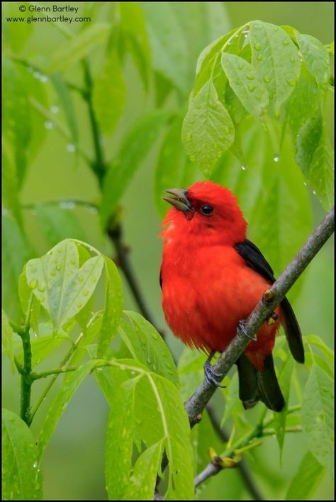 Birds Pictures, Zoo Zoo, Scarlet Tanager, Cardinal Birds, All Birds, Bird Pictures, Tropical Birds, Red Birds, Pretty Birds