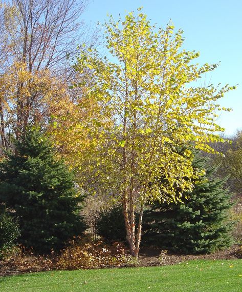 river birch tree fall color for dallas betula nigra www.haroldleidner.com #fallfoliage River Birch Trees, Betula Nigra, Feng Shui Garden, Birch Trees Landscaping, Feng Shui Plants, River Birch, Gardening Zones, Street Trees, Birch Trees