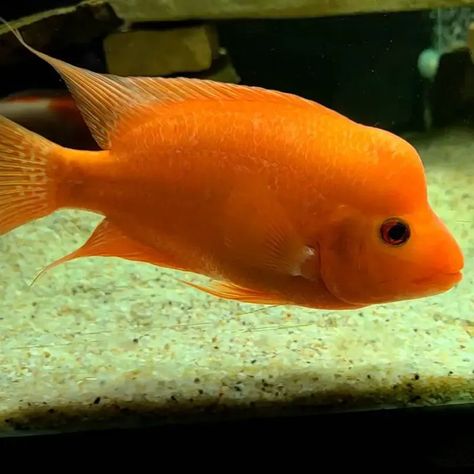 Red Devil Cichlid Care Midas Cichlid, Cichlid Fish, Red Devil, Phish, Freshwater Fish, Fish Tank, Black Cat, Fish, The World